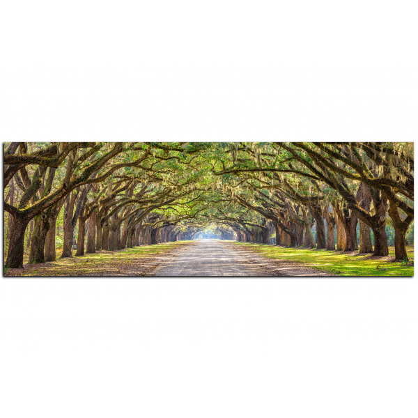 Obraz na plátně - Historické dubové stromy lemované polní cestou - panoráma
